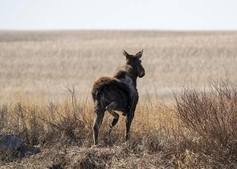Wild Moose Saskatchewan Stock Photos