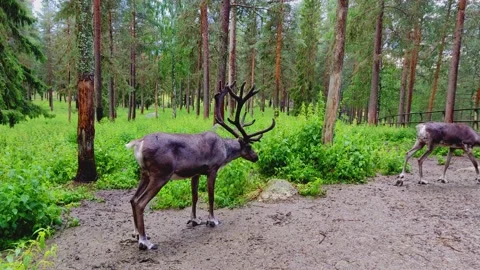 A wild moose is standing in the middle of the forest and shaking its body to get Stock Footage 144398922