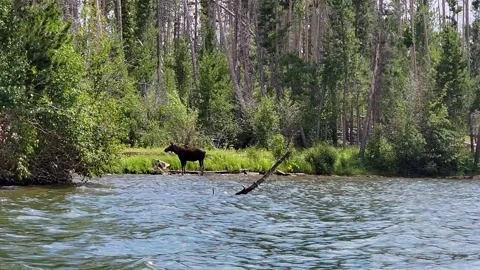 Wild moose stands at the edge of a rippling lake and lowers its head to drink 動画素材 334104219
