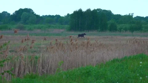 A wild moose stands in a field. Moose in the fog.  Video stock 338121842