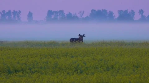 A wild moose stands in a field. Moose in the fog. Morning in the wild. Stock Footage 338121897