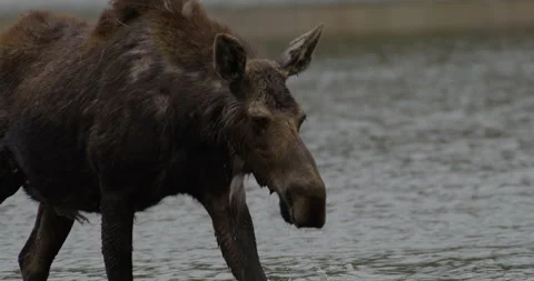 Wild Moose walking in lake slow motion Stock Footage 250040706