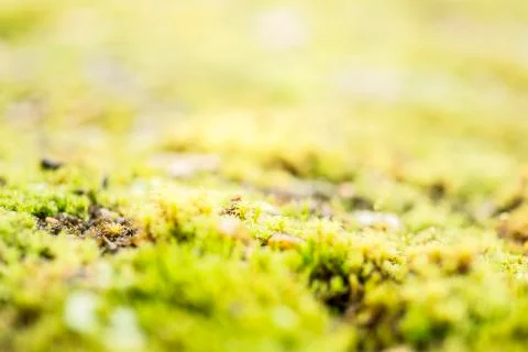 Wild moss growing Stockfoto's