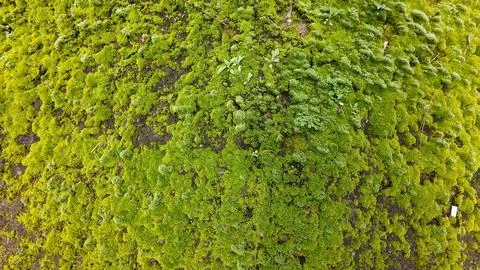 Wild moss on a stone Stock Photos