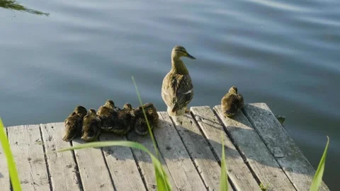 Wild Mother Duck Guards Her Ducklings on a Wooden Dock by the Ros River, Ukraine Stock Footage 326311163