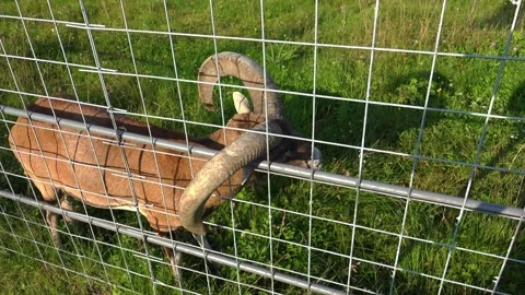 Wild mouflon ram standing behind a metal fence Vídeos de archivo 337310743