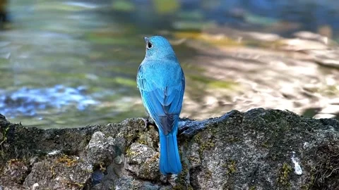 Wild mountain bluebird drinking water from a rocky stream edge Stock Footage 335583526