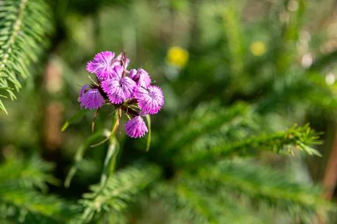 Wild mountain carnation, deep pink, green background of fir leaves, Stock Photos