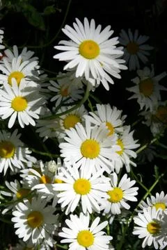 Wild mountain daisies Stock Photos