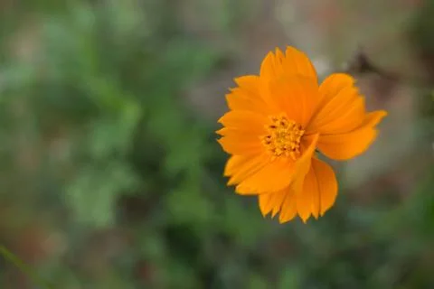 Wild mountain flower Stock-Fotos