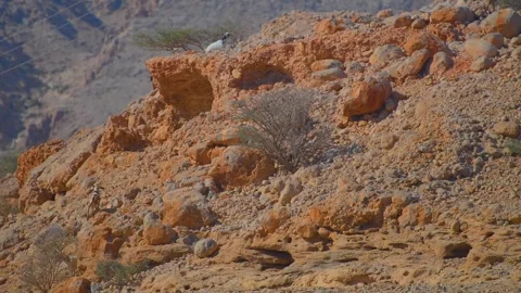 Wild Mountain Goat on Arid Cliff Edge in Qalhat, Oman Stock Footage 324767976
