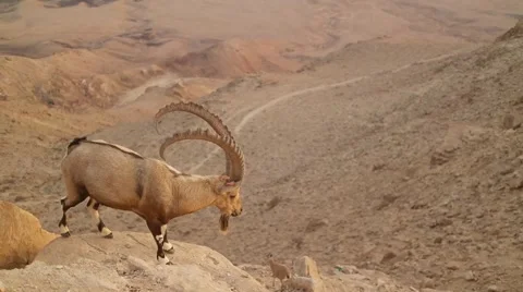Wild mountain goat in the desert Vídeos de archivo 57629145