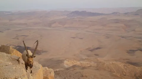 Wild mountain goat in the desert Stock Footage 58177002