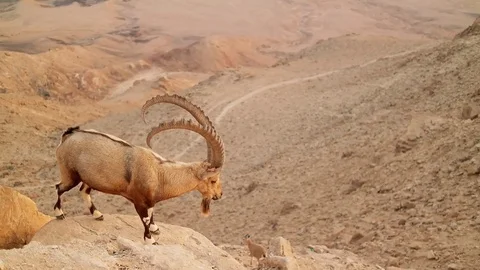Wild mountain goat in the desert Vídeos de archivo 83956548