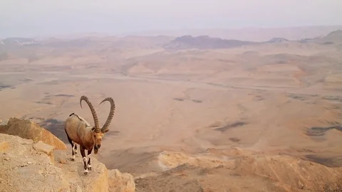 Wild mountain goat in the desert Vídeos de archivo 83956558