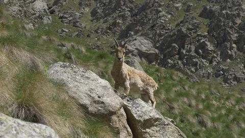 Wild mountain goat Stock Footage 77245593