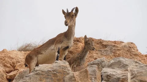 A Wild Mountain Goat With A Kid Standing On A Rock Stock Footage 231156103