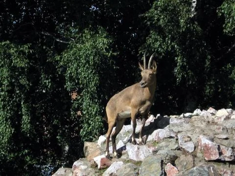 Wild mountain goat Stock Photos