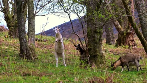 Wild Mountain Goats in Glencoe Stock Footage 321462686