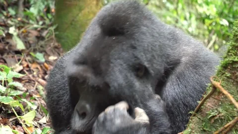 Wild mountain gorilla calmly resting amid dense green forest environment Stock Footage 329072153