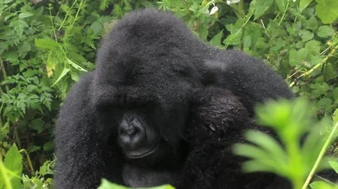 Wild Mountain Gorilla Caring for Newborn Baby in Rwanda Stock Footage 11320452