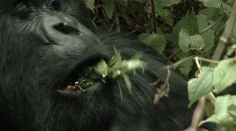 Wild Mountain Gorilla Stock Footage 41462351