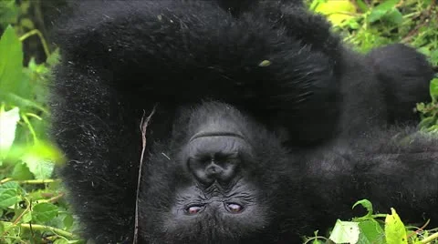 Wild Mountain Gorilla Playing with Newborn Baby in Rwanda Stock Footage 11320580