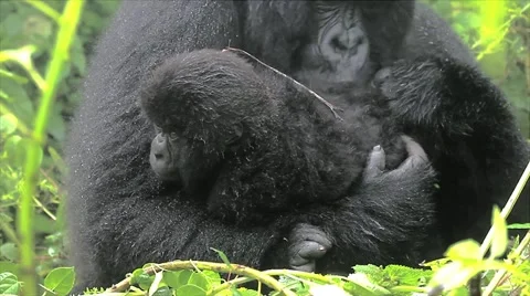 WILD Mountain Gorilla Seen Here Caring for her Newborn Baby in Rwanda 스톡 동영상 11319698