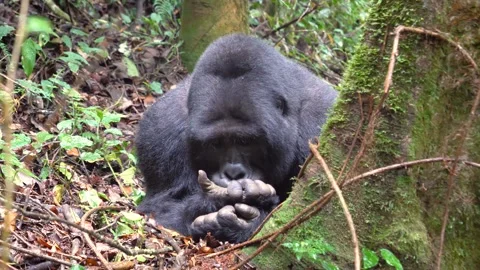 Wild mountain gorilla silverback resting in the african jungle Stock Footage 332682782