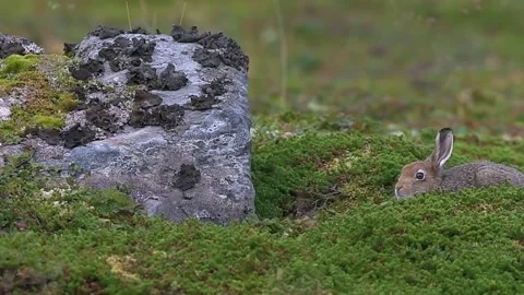 Wild mountain hare hiding behind a rock in green Norway tundra view Vidéo 327634741