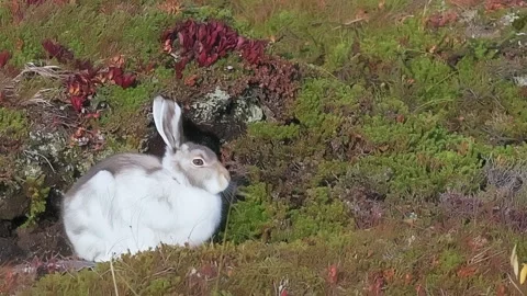 Wild mountain hare Lepus timidus in Norwegian hills close up view Vidéo 327634784