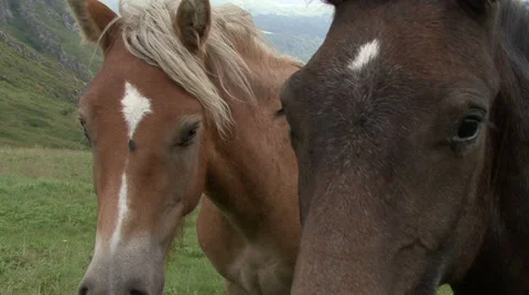 Wild mountain Horses Video stock 31659620