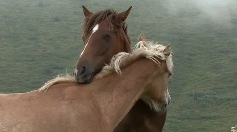 Wild mountain Horses Stock Footage 31659895