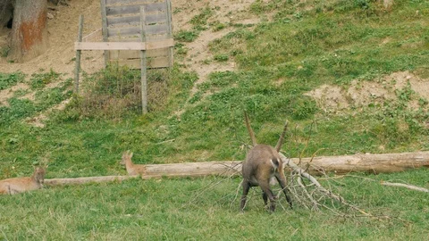 Wild Mountain Ibex And Tree Stock Footage 120592767