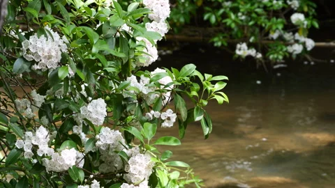 Wild mountain laurel in bloom with stream in the background Stock Footage 274592450