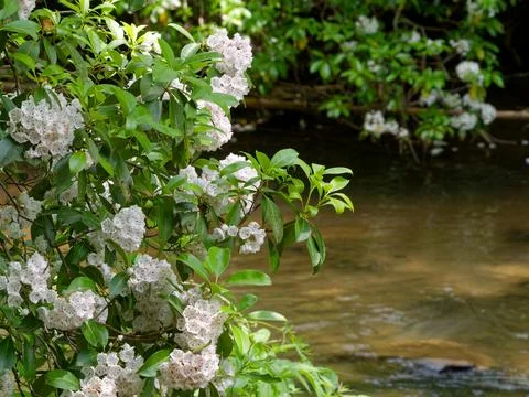 Wild mountain laurel in bloom with stream in the background Foto stock