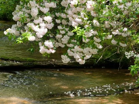 Wild mountain laurel in bloom with stream in the background 库存照片