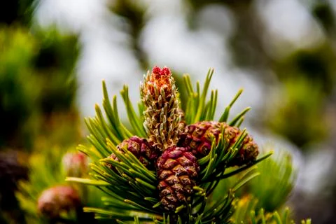 Wild mountain pine cone five Stock Photos