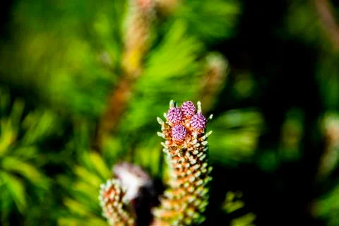 Wild mountain pine cone one Stock Photos