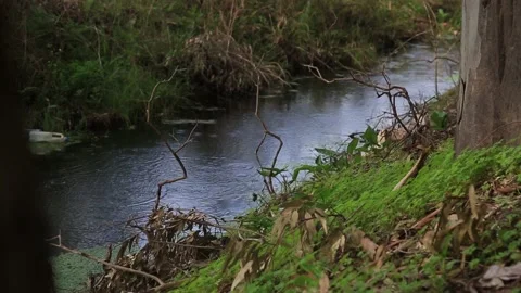 Wild Mountain River Close Up Abundant Clear Stream Stock Footage 138206064
