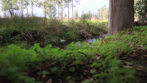 Wild Mountain River Close Up Abundant Clear Stream Stock Footage 138207598