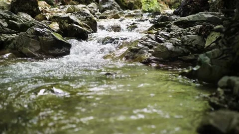 Wild Mountain River Close Up Abundant Clear Stream Stock Footage 148255667