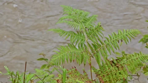 Wild mountain river flowing through stone boulders, Water clear stream river flo Stock Footage 245012890