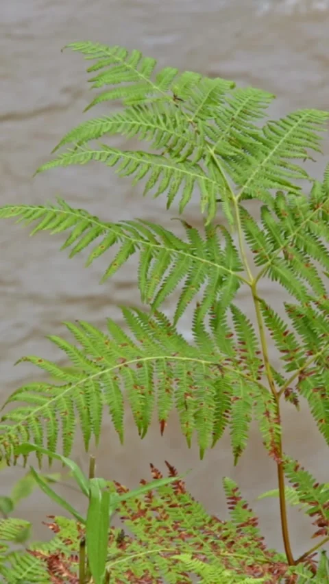 Wild mountain river flowing through stone boulders, Water clear stream river flo Stock Footage 245082420