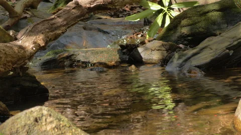 Wild mountain river flowing through stone boulders. Slow motion Mountain ri.. Stock Footage 330808501