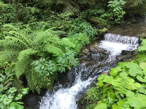 Wild mountain river Stock Photos