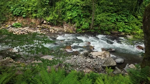 Wild Mountain River Rapids in Lush Green Forest. Scenic Wild Nature Landscape. Stock Footage 335681409