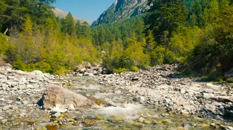 Wild mountain river rocks and pine trees Stock Footage 66719287