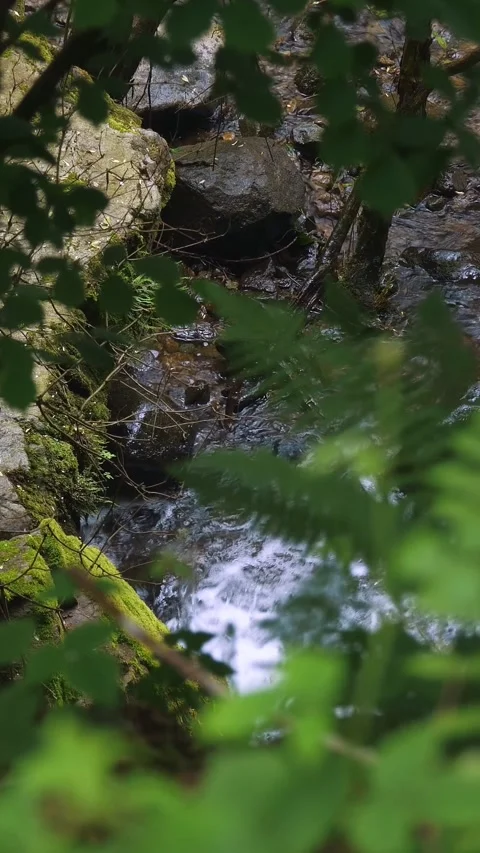 Wild mountain river. view through foliage, tree branches, in the forest, in the Stock Footage 310405162