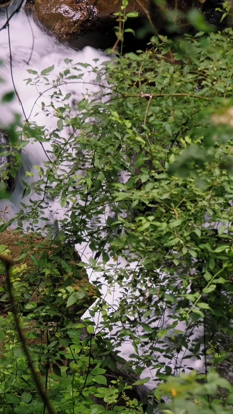 Wild mountain river. view through foliage, tree branches, in the forest, in the Stock Footage 311994828
